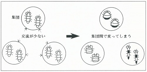図3　集団間で交流が少ないと、世代を経るごとに集団間で違いが生じる傾向が強い