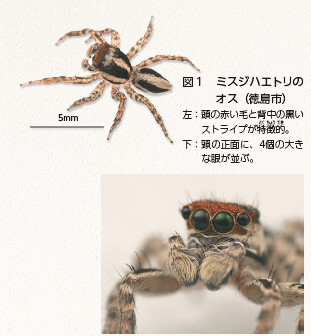 図１　ミスジハエトリのオス（徳島市） 左：頭の赤い毛と背中の黒いストライプが特徴的。下：頭の正面に、4個の大きな眼が並ぶ。