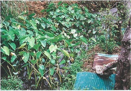 図2 田芋栽培の様子。鹿児島県和泊町内城（沖永良部島） 。地元の人は「ターリウム」と呼んでいる。