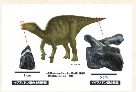 図4 2021年度の発掘調査で発見されたイグアノドン類の歯と尾椎。 尾椎の大きさから、全長は6～7ｍと推定される。