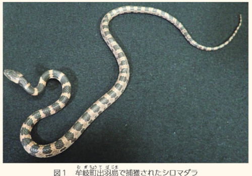 図１ 牟岐町出羽島じまで捕獲されたシロマダラ