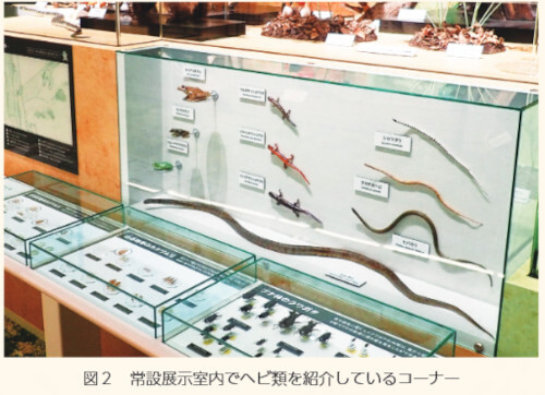 図２ 常設展示室内でヘビ類を紹介しているコーナー