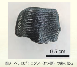 図3 ヘテロプチコダス（サメ類）の歯の化石 