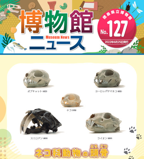 ネコ科動物の頭骨(とうこつ）