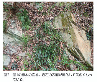 図2 図1の標本の産地。岩石の表面が風化して黄色くなっ ている。