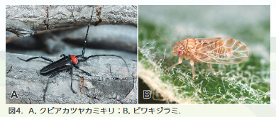 図4Aクビアカツヤカミキリ、Bビワキジラミ