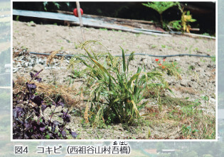 図4 コキビ（西祖谷山村吾橋 あはし）