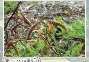 図5 アワ（東祖谷中上 なかうえ ）