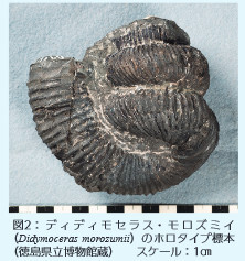 図2：ディディモセラス・モロズミイ（Didymoceras morozumii）のホロタイプ標本（徳島県立博物館蔵） スケール：1㎝
