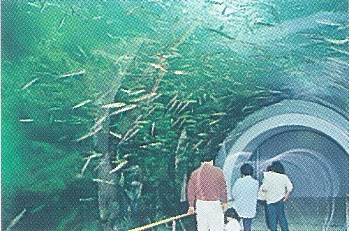 図3魚が泳ぐ博物館
