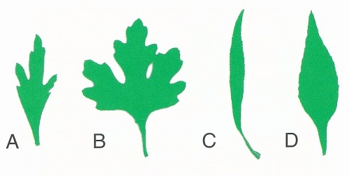 図3渓流沿い植物（A、C）とその近縁種（B、D）の葉型の比較。 Aナカガワノギク、B リュウ ノウ ギク、Cアオヤギパナ 、Dアキノキリンソウ