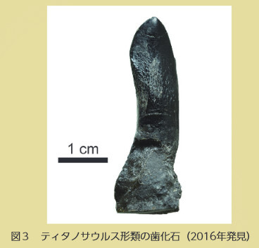 図3ティタノサウルス刑類の歯化石