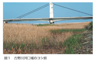 図１ 吉野川河口域のヨシ原