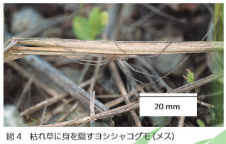 図4枯れ草に身を隠すヨシシャコグモ（メス）