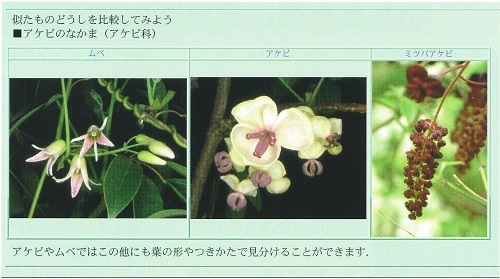 図 2 写真を使ったインターネットでの情報提供例 