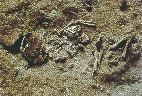 図 1 埋葬状態で克つかった ネアンデルタール幼児の骨格 （赤津威氏提供）