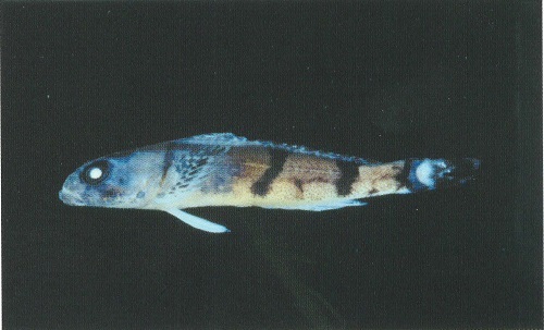 図 1 カジカ （体長 30.5mm）。 那賀川産の液浸標本