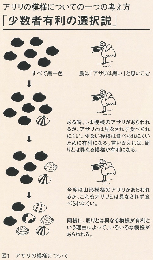図1アサリの模様について
