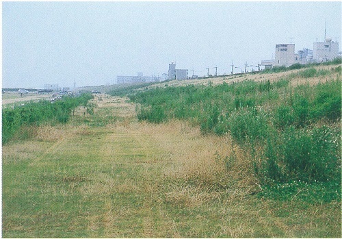 図3ビラが発見された吉野川下流右岸の堤防下。画面右上の白い建物 （老人福祉施設「白寿会」）の堤防下付近。