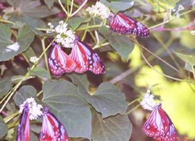 イケマの花で吸蜜するアサギマダラ