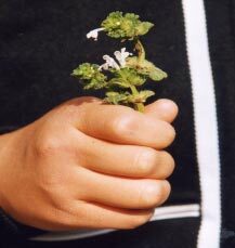 図1 花の白いホトケノザ