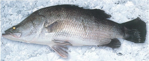 図1 アカメ 。2000年5月17日、徳島県海南町那佐湾で漁獲されたもの（標準体長59cm）。 眼が反射で光って見える 。