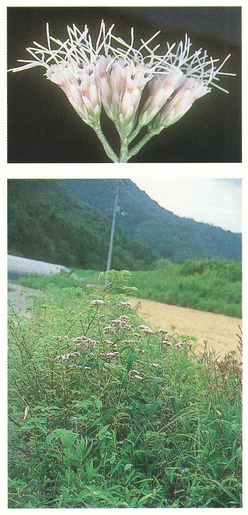フジハカマの頭花（上）。キク科の特徴である、小さな花が集まって一つの花のように見えている。全体が薄く赤みを帯びている。フジバカマ の生育状況（下）。水田の横を流れる小さな用路脇に生 えて いた。