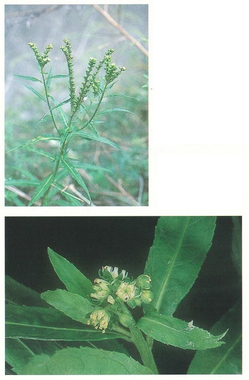 タコノアシの花序（上）。蛸の足のような形をしているので、その名が付いた。花の拡大（下）。小さな目立たない花をつける