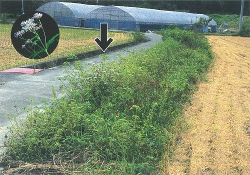 フジバカマの生育地（上、2001年9月撮影）