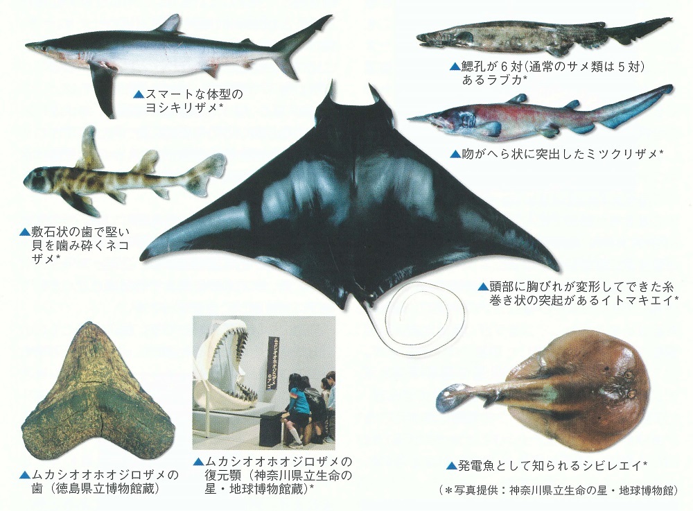 サメの世界