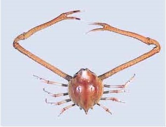 図３ テナガコブシ 長いハサミと丸い甲らが特徴。甲らの幅約3cm