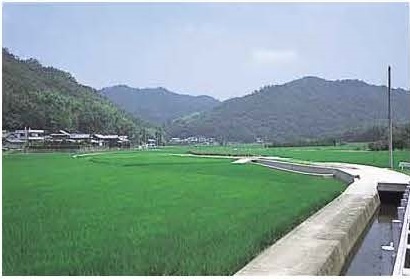 図1園瀬川の流路跡と考えられる低地（川西地区）右手の竹藪が現在の園瀬川の堤防
