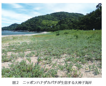 図2 ニッポンハナダカバチが生息する大神子海岸