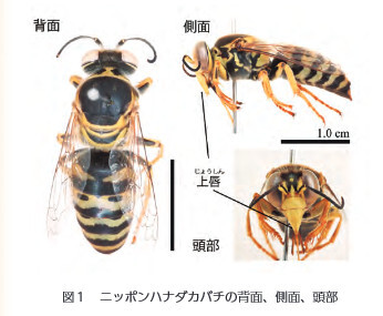 図1ニッポンハナダカバチの背面、側面、頭部