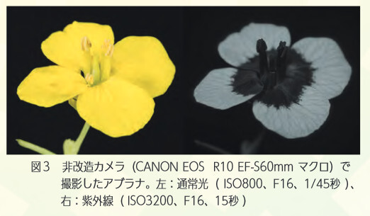 図3 非改造カメラ（CANONEOSR10EF-S60mmマクロ）で撮影したアブラナ。左：通常光（ISO800、F16、1/45秒）、右：紫外線（ISO3200、F16、15秒）