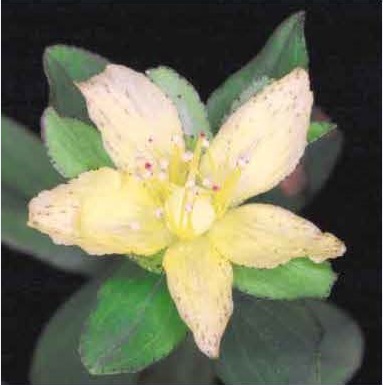 図2アゼオトリギの花