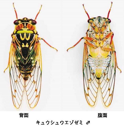 キュウシュウエゾゼミ♂