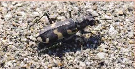 ルイスハンミョウ、砂花に生息し、近年減少が心配されている。絶滅危惧Ⅱ類