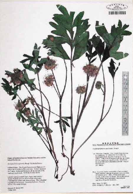 図1ハゼリソウ科の植物の標本