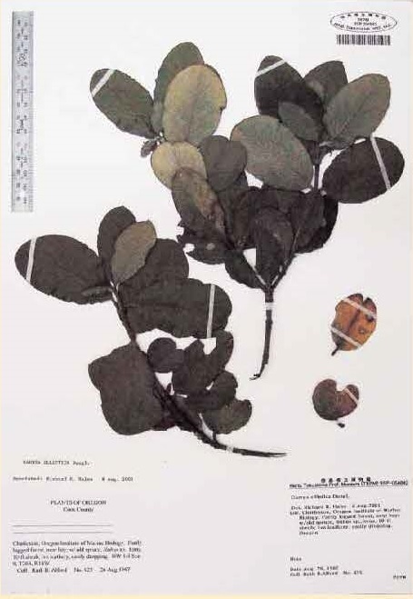 図2ガリア科の植物の標本