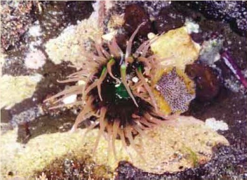 図1ミドリイソギンチャク、徳島県鳴門市龍宮の磯