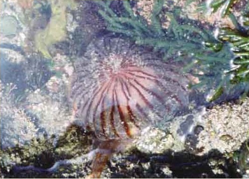 図2アカクラゲ、徳島県鳴門市龍宮の磯