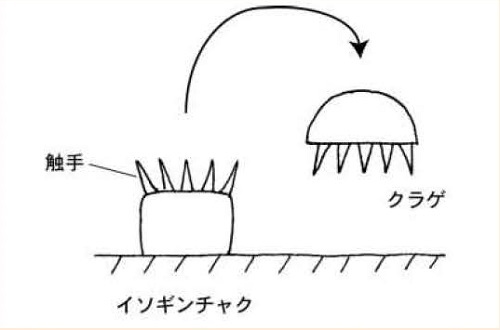 図4イソギンチャクとクラゲ（イソギンチャクを岩から離してひっくり返すとクラゲになる）