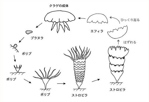 図5クラゲの一生