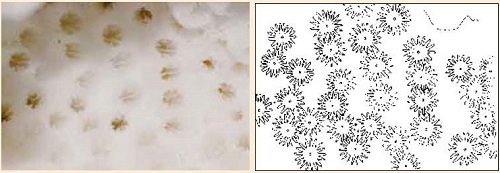 図6左：ミドリイシの一種（拡大）写真の穴一つ一つに小さなイソギンチャクが入っている。右：生きて活動中の状態（イメージ図）