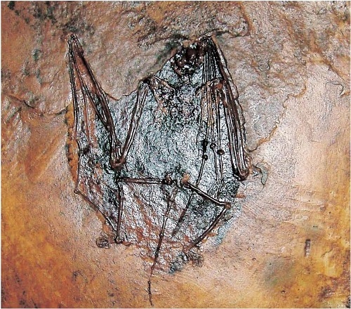 ドイツ・メッセル産コウモリ化石