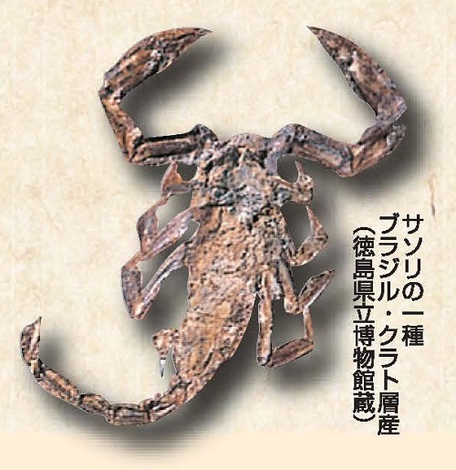 サソリの一種 ブラジル・クラト層産（徳島県立博物館蔵）