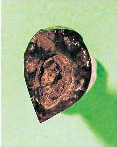 図 5 アルパートサウルスの歯の横断面