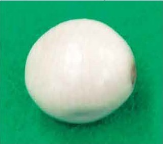図 4 シロッブのなかまの種子：日本の沿岸に漂着するものはシロッブかハスノミカズラであるとされるが、両者の区別は困難。