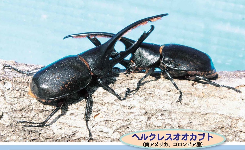 ヘルクレスオオカブト